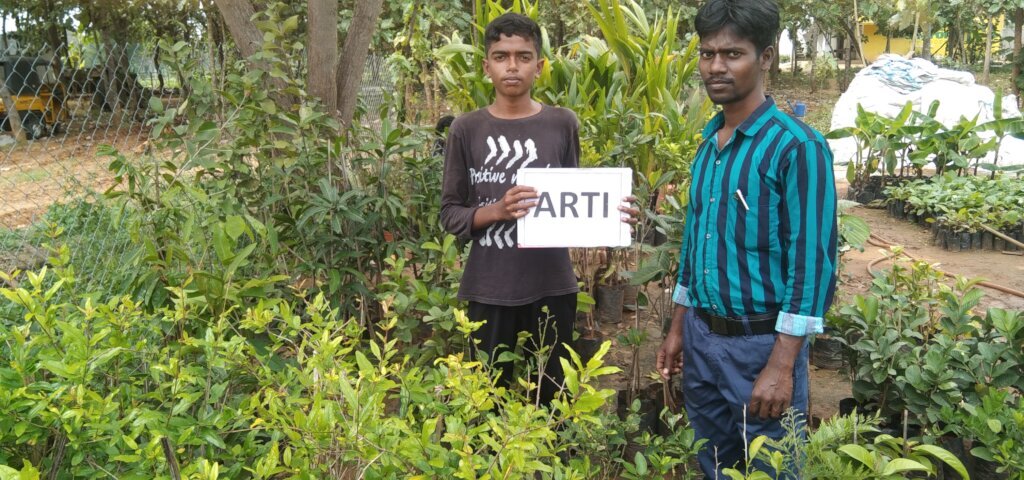 Sapling plants