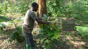 Growing cacao under native forest cover