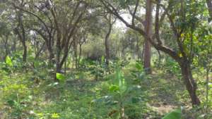 An Acholiland forest with banana understory