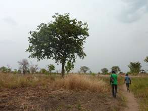 A shea tree, threatened by charcoal production