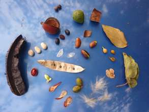 Seeds of native trees of Mpango, Uganda