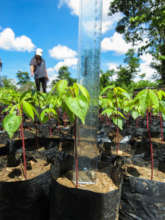 seedlings at the La Joya nursery