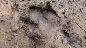 Carbon footprint? Tapir footprint