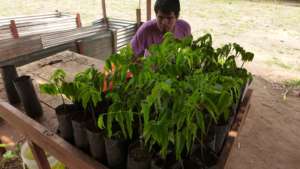 tree seedlings at our nurseries