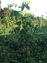 An Amazonian ironwood tree over 2 meters tall