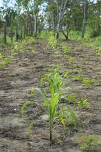 Crops grown with biochar in soils