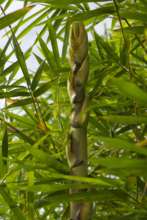 Yellow bamboo