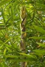 Bamboo grown for charring