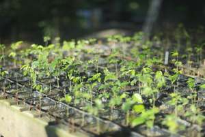 Tree seedlings with biochar soil substrate