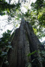 A giant kapok tree in our primary forest.