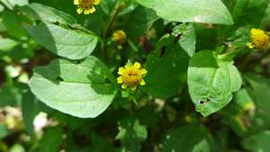 Spilanthes