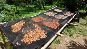 Cacao drying