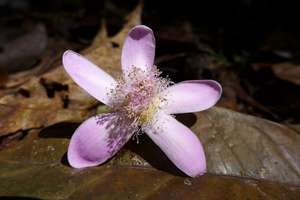Blossoms in the rainforest