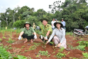 Planting trees in Gia Lai