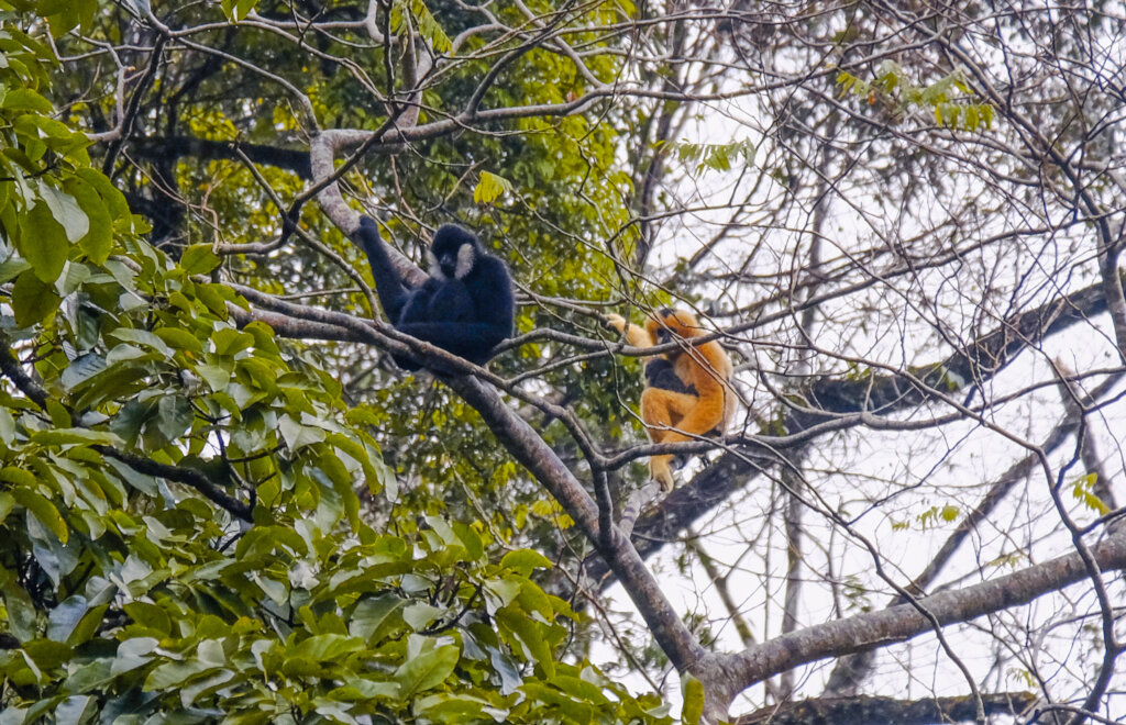 20 Years for Nature: Help us Continue Our Path