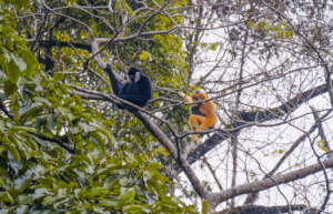 Protecting the Habitat of White-cheeked Gibbons