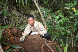 Planting Xuan Nha pine in Son La