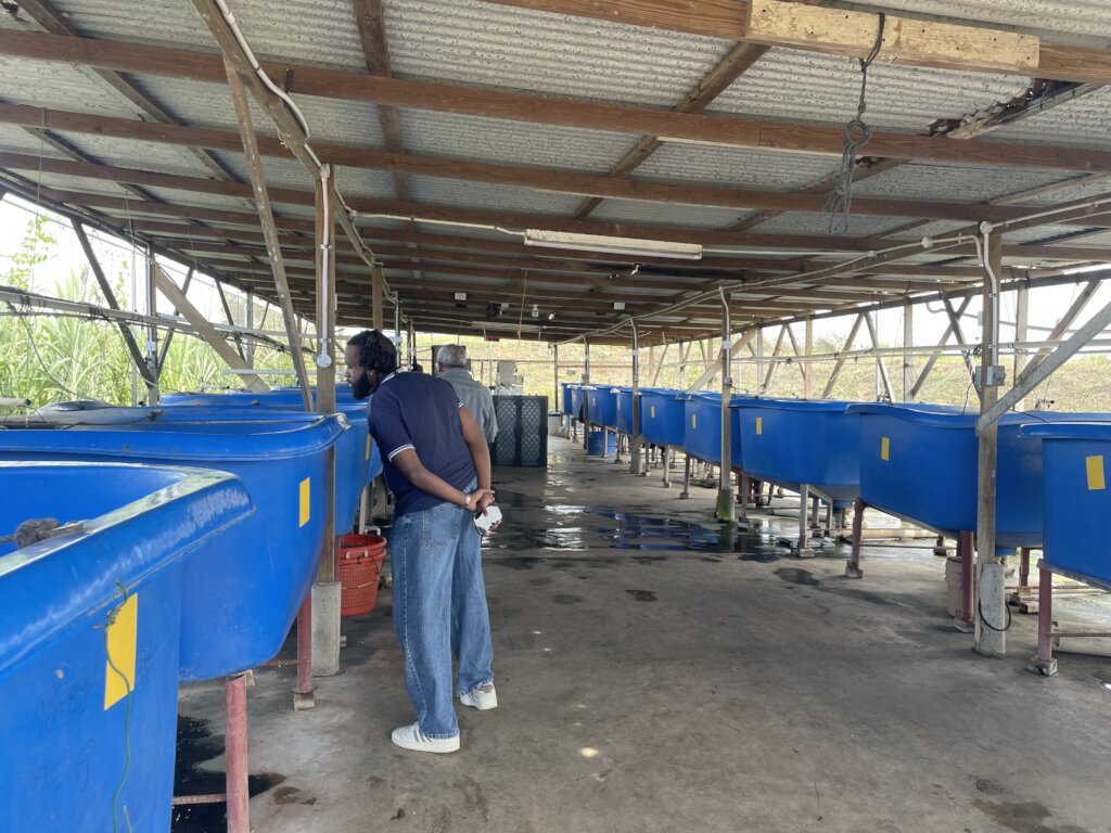 largest aquaculture farm in Jamaica