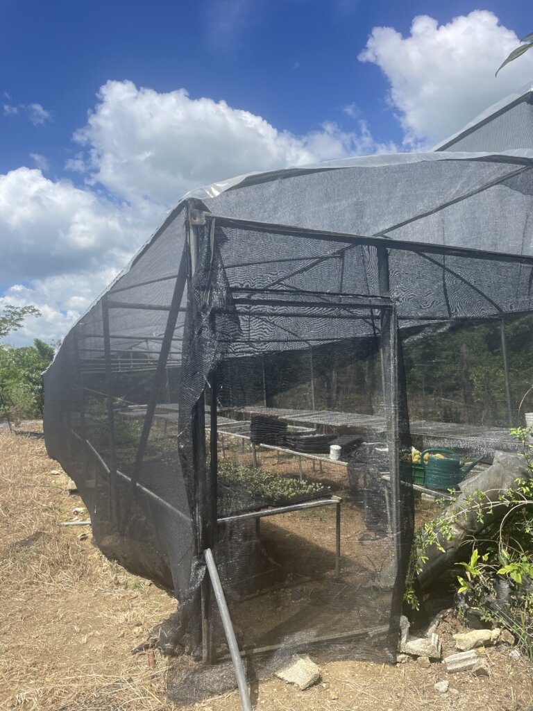 seedling greenhouse