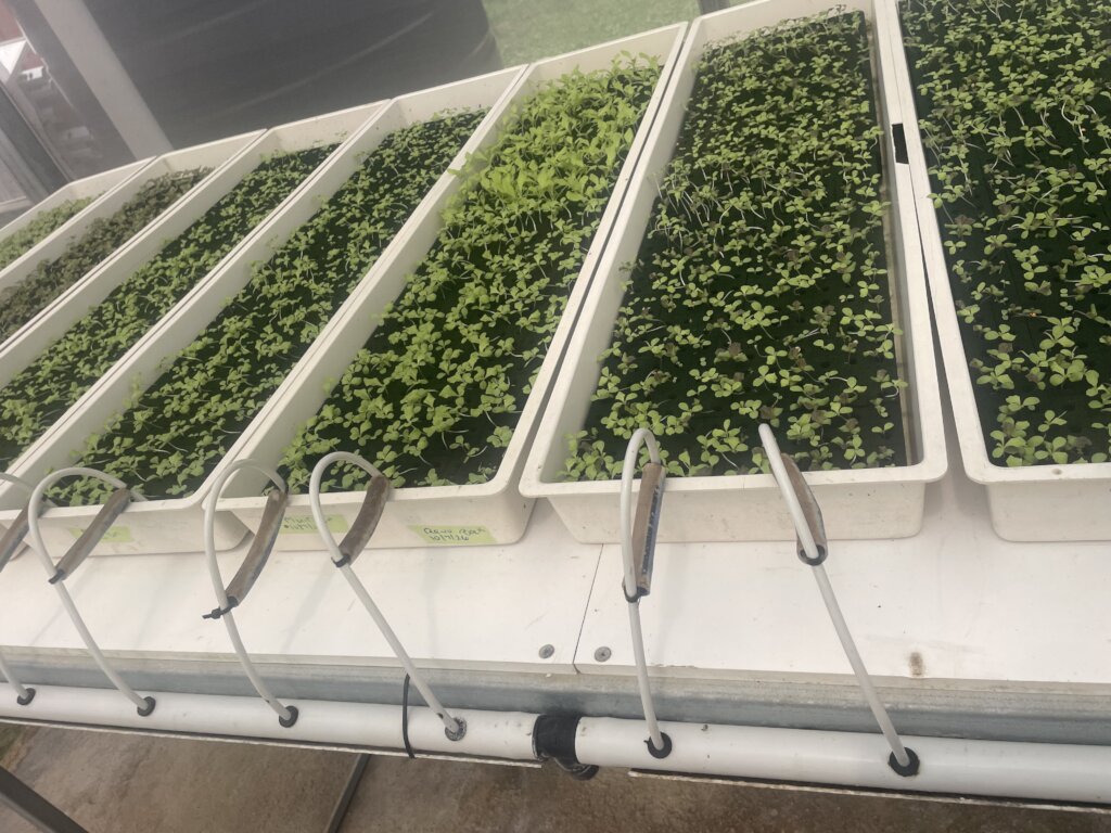 Gro N Green Greenhouse- future FEAST Westmoreland