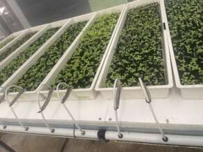 Gro N Green Greenhouse- future FEAST Westmoreland