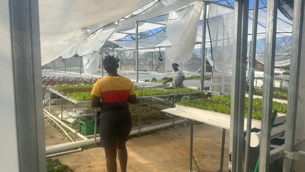 Melissa Response: Farms & Food Security