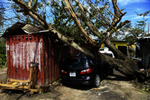 A fallen tree in St Ann Jamaica