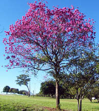 Pau d' Arco (Corteza Negra) a miraculous medicine