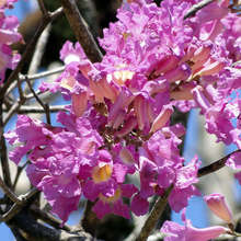 Flowers of the Pau d'Arco tree