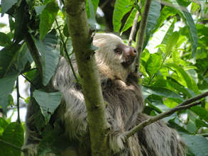 Two-toed Sloth in vital rainforest tree