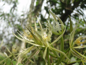 Another variety blooming now in the rainforest
