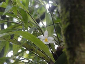 One variety of orchid in this rainforest zone