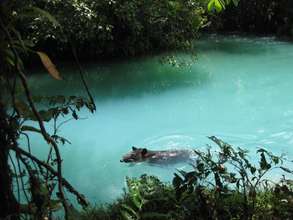 Tapir swimming at Rio Celeste, near the Quesadas