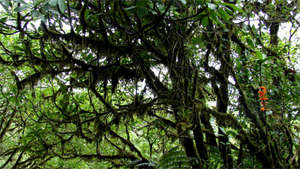 Mossy trees
