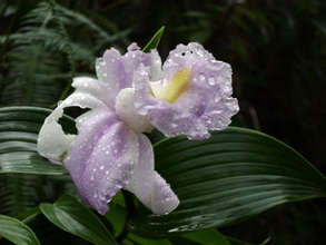 Flor de un Dia orchid grows on volcanoes