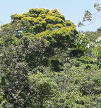 The Barbachele in bloom, April 2012