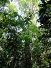 Giant tree in tropical forest