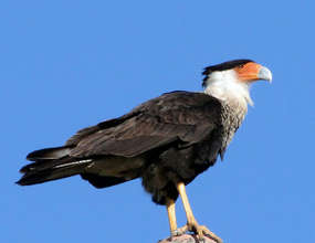 Crested Caracara Falcon a common siting in area