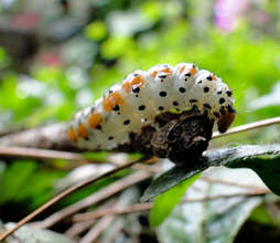 Caterpillar in the rain forest