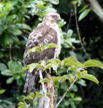 Hawk of the Quesada forest