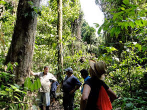 In the primary forest