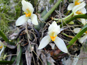 This orchid needs undisturbed forest to thrive