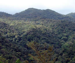 Omar Quesada's forest
