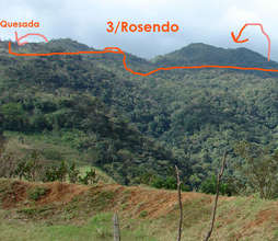 Omar Quesada's forest