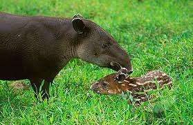 Baird's Tapir and baby