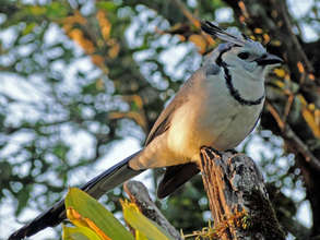Bue Magpie Jay