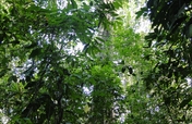 Preserving Rainforest and Education in Costa Rica