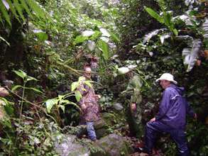 The rainforest we will preserve