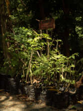 Native Cedars ready to be planted in Cerro Tortuga