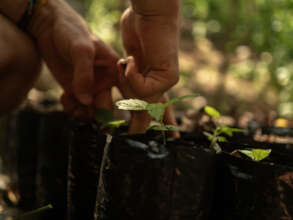 Growing the trees we'll plant in Cerro Tortuga